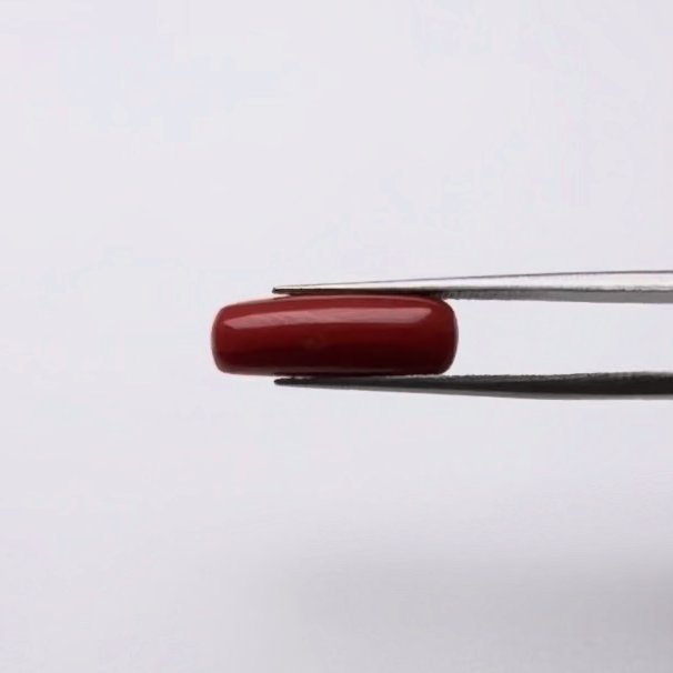Red Coral | 5.00 Ratti